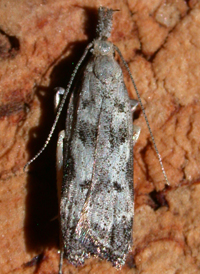 Dichomeris inversella